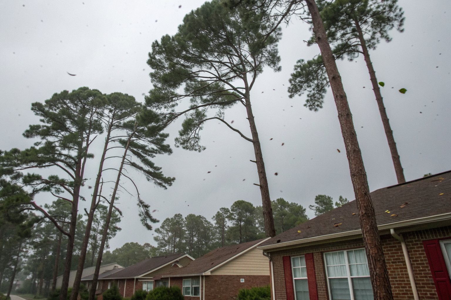 Tall pines bending in strong wind under a gray sky above brick houses